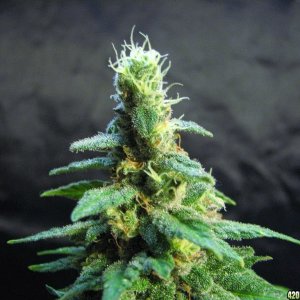 sativa pheno