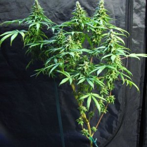 sativa pheno