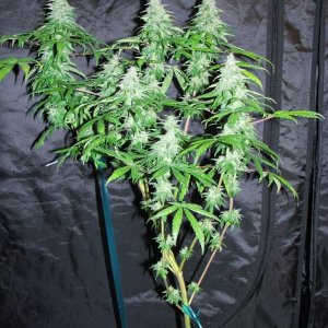 sativa pheno