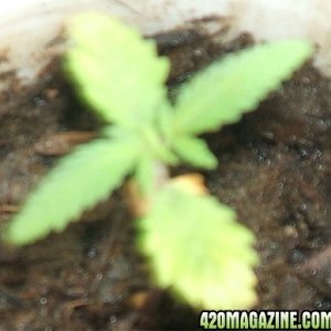 Blackey's Grow 2009 update4