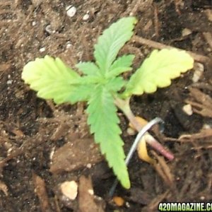 Blackey's Grow 2009 update4