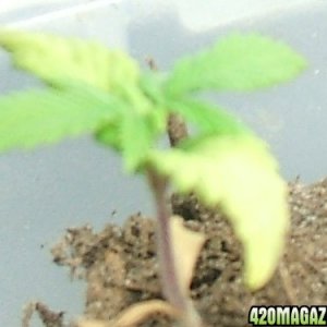 Blackey's Grow 2009 update4