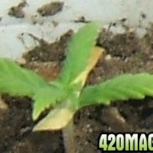 Blackey's Grow 2009 update4