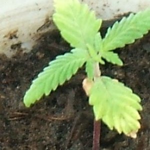 Blackey's Grow 2009 update4