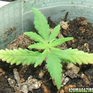 Blackey's Grow 2009 update4