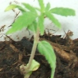 Blackey's Grow 2009 update4