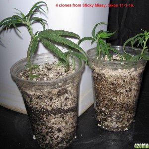 Mystery clones 11-1-16