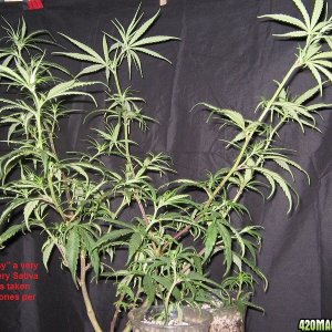 Mystery clones 11-1-16