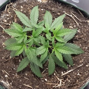 CBD Skunk Haze (1) - Day 38