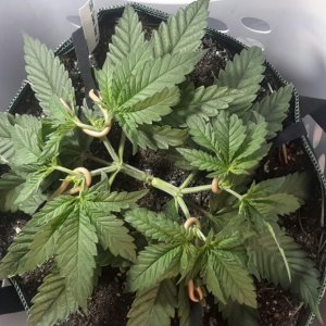 CBD Skunk Haze (2) - Day 40