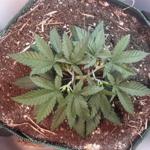 CBD Skunk Haze (1) - Day 40