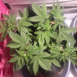 Dark Devil Auto (1) - Day 23