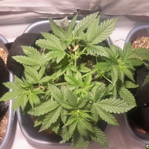 Dark Devil Auto (2) - Day 21