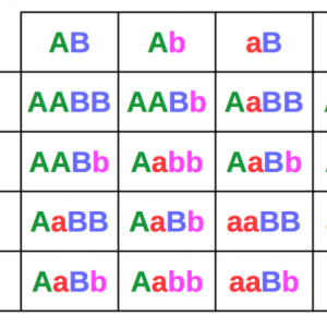 two-recessive-trait-breeding-punett-table-1-768x416