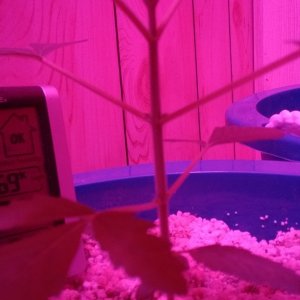 THC Bomb First Growth Tips