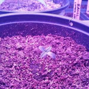 Seedling - day 8 after planting