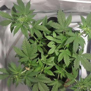 Dark Devil Auto (1) - Day 25