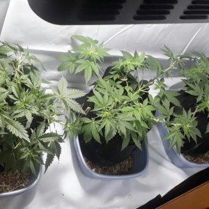 3 autos