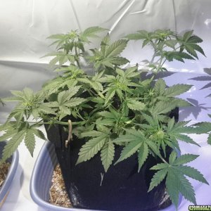 Dark Devil Auto (1) - Day 27