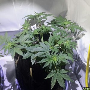 Dark Devil Auto (2) - Day 25