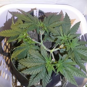 CBD Skunk Haze (2) - Day 44