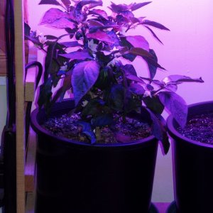 Pepper Plant under LED grow lights, 8 Novt 2016