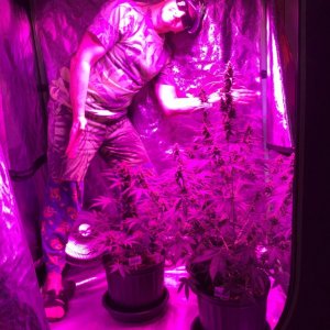 From A Cabinet w/200 Watt CFL To A 4x4 Fusion Hut w/900 Watt Mars Hydro II 