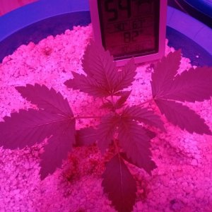 THC Bomb - 5th update