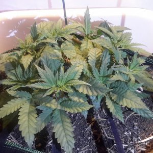 CBD Skunk Haze (1) - Day 47