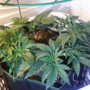 CBD Skunk Haze (2) - Day 47