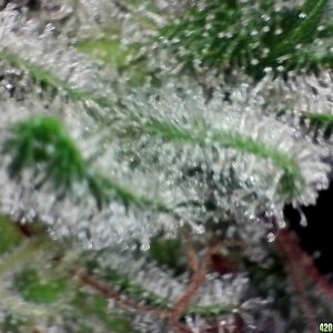 Frosty_2_1