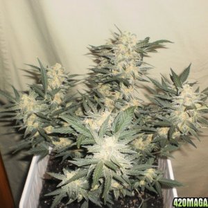 Malawi Gold Auto Fem