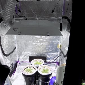 1000w MH/HPS Air-cooled GIANT Hood, Early Veg