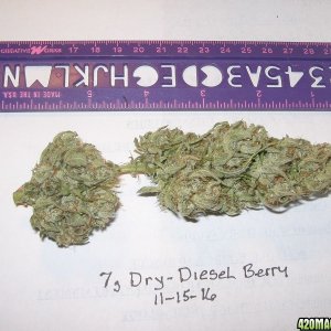 Diesel Berry Cola 11-15-16