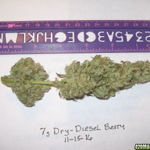 Diesel Berry Cola 11-15-16