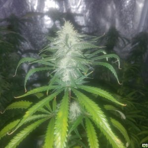 Member personal grow