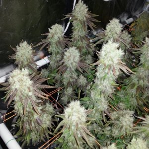 Pre-harvest_004