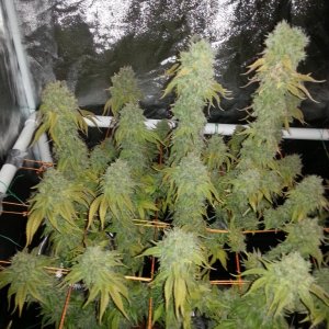 Pre-harvest_005