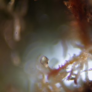 Bubba's Gift, trichomes under the microscope