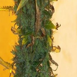 Crop_Widow_Bud