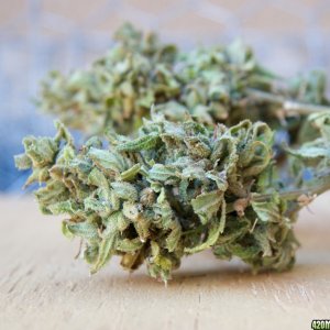 Lemon Bubble Haze Seeds_01