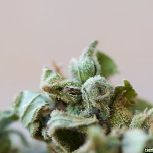 Lemon Bubble Haze Seeds_03