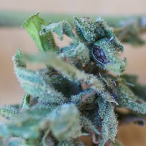 Lemon Bubble Haze Seeds_04