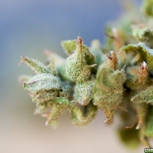 Lemon Bubble Haze Seeds_05