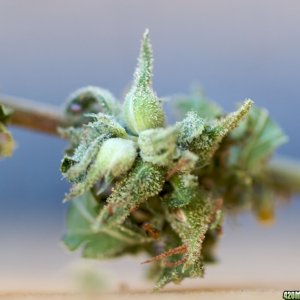 Lemon Bubble Haze Seeds_07