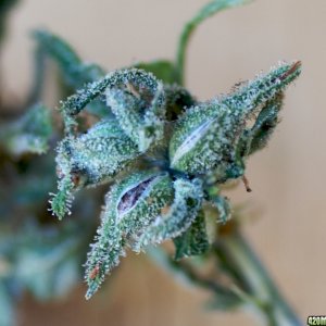 Lemon Bubble Haze Seeds_8