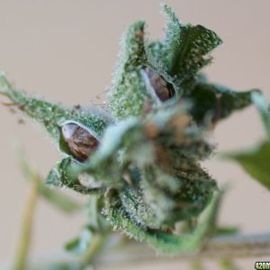 Lemon Bubble Haze Seeds_10