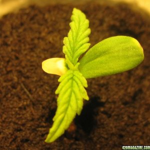 Sproutling - Day 9