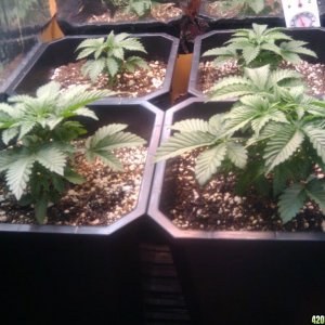 zills hawg kush grow