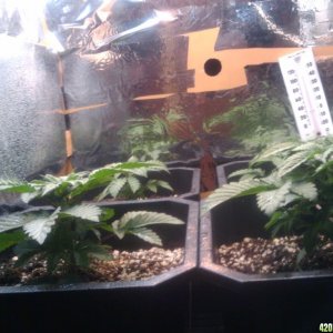 zills hawg kush grow